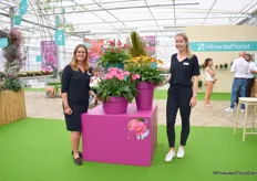 Denise van Kampen and  Cheryl Zethof of HilverdaFlorist presenting Maggie and Blaze, both new varieties. Both are garden gerberas, flowering three seasons, from spring till first frost. Garvinea Sweet Blaze has bicolored flowers and is rich and endless flower. “A eye catcher in your garden”